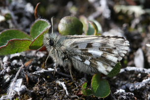 Fjeldbredpande, Pyrgus andromedae. Bihppas, Sapmi/Lappland, Sverige d. 6 juli 2008. fotograf: Daniel Dolfe