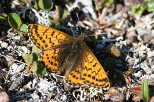 Arktisk perlemorsommerfugl, Boloria chariclea. Bihppas, Sapmi/Lappland, Sverige. d. 7 juli 2008. Fotograf: Daniel Dolfe