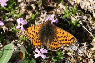 Arktisk perlemorsommerfugl, Boloria chariclea. Bihppas, Sapmi/Lappland, Sverige. d. 7 juli 2008. Fotograf: Daniel Dolfe