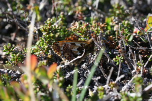 Arktisk perlemorsommerfugl, Boloria chariclea. Bihppas, Sapmi/Lappland, Sverige. d. 7 juli 2008. Fotograf: Daniel Dolfe