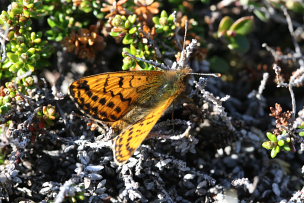 Arktisk perlemorsommerfugl, Boloria chariclea. Bihppas, Sapmi/Lappland, Sverige. d. 7 juli 2008. Fotograf: Daniel Dolfe