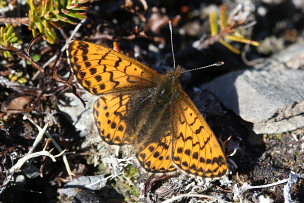 Arktisk perlemorsommerfugl, Boloria chariclea. Bihppas, Sapmi/Lappland, Sverige. d. 7 juli 2008. Fotograf: Daniel Dolfe