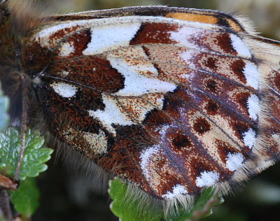 Arktisk perlemorsommerfugl, Boloria chariclea. Bihppas, Sapmi/Lappland, Sverige. d. 7 juli 2008. Fotograf: Daniel Dolfe