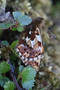 Arktisk perlemorsommerfugl, Boloria chariclea. Bihppas, Sapmi/Lappland, Sverige. d. 7 juli 2008. Fotograf: Daniel Dolfe