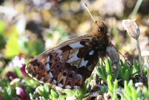 Arktisk perlemorsommerfugl, Boloria chariclea. Bihppas, Sapmi/Lappland, Sverige. d. 7 juli 2008. Fotograf: Daniel Dolfe