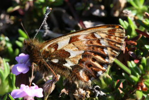 Arktisk perlemorsommerfugl, Boloria chariclea. Bihppas, Sapmi/Lappland, Sverige. d. 7 juli 2008. Fotograf: Daniel Dolfe