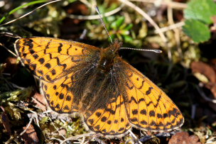 Arktisk perlemorsommerfugl, Boloria chariclea. Bihppas, Sapmi/Lappland, Sverige. d. 7 juli 2008. Fotograf: Daniel Dolfe