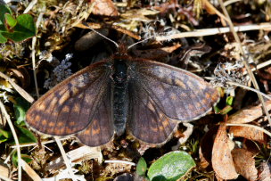 Dvrgperlemorsommerfugl, Clossiana improba improbula, (Brykner, 1920) Bihppas, Sapmi/Lappland, Sverige. d. 8 juli 2008. fotograf: Daniel Dolfe