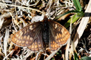 Dvrgperlemorsommerfugl, Clossiana improba improbula, (Brykner, 1920) Bihppas, Sapmi/Lappland, Sverige. d. 8 juli 2008. fotograf: Daniel Dolfe