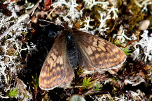 Dvrgperlemorsommerfugl, Clossiana improba improbula, (Brykner, 1920) Bihppas, Sapmi/Lappland, Sverige. d. 8 juli 2008. fotograf: Daniel Dolfe