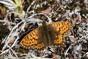 Arktisk perlemorsommerfugl, Boloria chariclea. Bihppas, Sapmi/Lappland, Sverige. d. 8 juli 2008. Fotograf: Daniel Dolfe