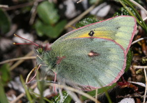 Arktisk Høsommerfugl, Colias hecla. Bihppas, Sapmi/Lappland, Sverige. d. 8 juli 2008. fotograf: Daniel Dolfe