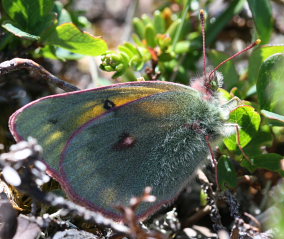 Arktisk Høsommerfugl, Colias hecla. Bihppas, Sapmi/Lappland, Sverige. d. 8 juli 2008. fotograf: Daniel Dolfe