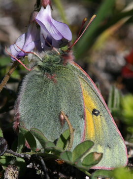 Arktisk Hsommerfugl, Colias hecla.  Bihppas, Sapmi/Lappland, Sverige. d. 8 juli 2008. fotograf: Daniel Dolfe