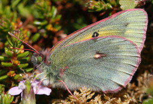 Arktisk Hsommerfugl, Colias hecla.  Bihppas, Sapmi/Lappland, Sverige. d. 8 juli 2008. fotograf: Daniel Dolfe