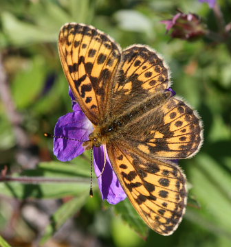 Thors Perlemorsommerfugl, Boloria thore. Abisko, Sapmi/Lappland, Sverige. d. 9 juli 2008. Fotograf: Daniel Dolfe