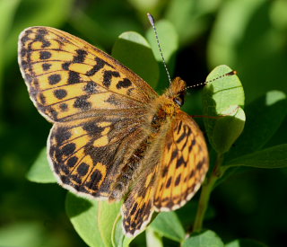 Thors Perlemorsommerfugl, Boloria thore. Abisko, Sapmi/Lappland, Sverige. d. 9 juli 2008. Fotograf: Daniel Dolfe