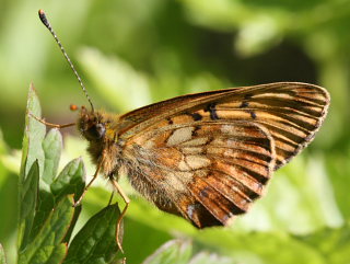 Thors Perlemorsommerfugl, Boloria thore. Abisko, Sapmi/Lappland, Sverige. d. 9 juli 2008. Fotograf: Daniel Dolfe