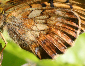 Bjergperlemorsommerfugl, Boloria thore. Abisko, Sapmi/Lappland, Sverige. d. 9 juli 2008. Fotograf: Daniel Dolfe