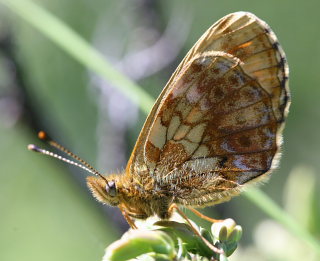 Thors Perlemorsommerfugl, Boloria thore. Abisko, Sapmi/Lappland, Sverige. d. 9 juli 2008. Fotograf: Daniel Dolfe