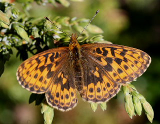 Thors Perlemorsommerfugl, Boloria thore. Abisko, Sapmi/Lappland, Sverige. d. 9 juli 2008. Fotograf: Daniel Dolfe