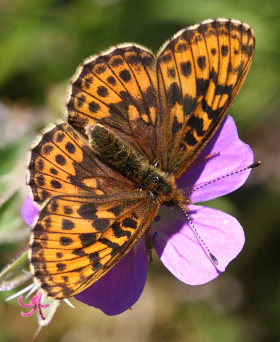 Thors Perlemorsommerfugl, Boloria thore. Abisko, Sapmi/Lappland, Sverige. d. 9 juli 2008. Fotograf: Daniel Dolfe