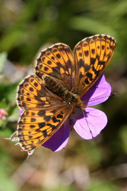 Thors Perlemorsommerfugl, Boloria thore. Abisko, Sapmi/Lappland, Sverige. d. 9 juli 2008. Fotograf: Daniel Dolfe