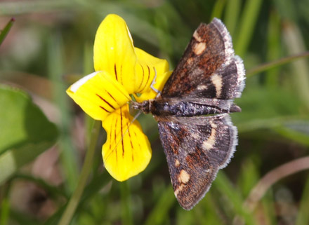 Pyrausta porphyralis. Gurttejohka / Lullehacorru Rr 272A, Jukkasjärvi. Tornetrask nordbred, Sverige d. 7 juli 2008. Fotograf; Lars Andersen