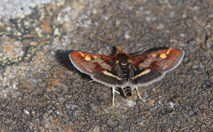 Pyrausta porphyralis. Gurttejohka / Lullehacorru Rr 272A, Jukkasjärvi. Tornetrask nordbred, Sverige d. 7 juli 2008. Fotograf; Lars Andersen