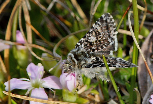 Sympistis lapponica. Bihppas, Sapmi/Lappland, Sverige. d. 2 juli 2008. fotograf: Lars Andersen