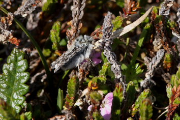 Sympistis lapponica. Bihppas, Sapmi/Lappland, Sverige. d. 2 juli 2008. fotograf: Lars Andersen