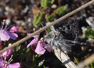 Sympistis lapponica. Bihppas, Sapmi/Lappland, Sverige. d. 3 juli 2008. fotograf: Lars Andersen