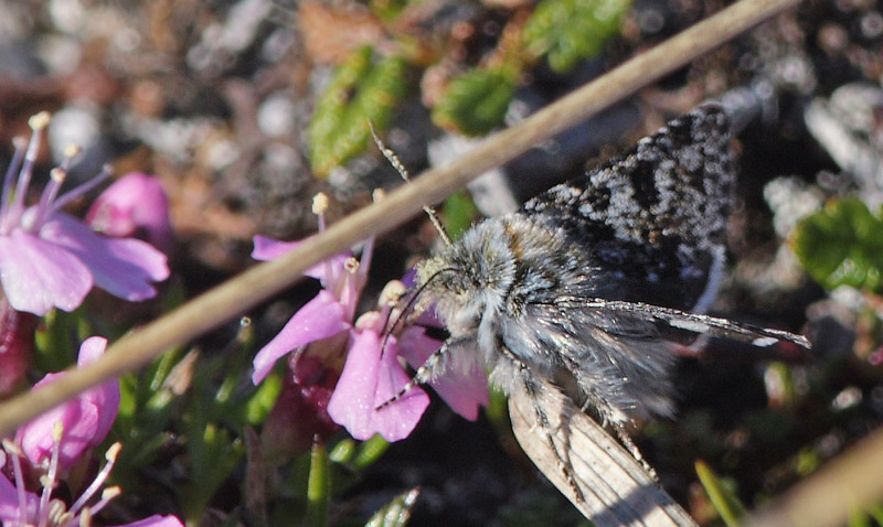 Sympistis lapponica. Bihppas, Sapmi/Lappland, Sverige. d. 3 juli 2008. fotograf: Lars Andersen