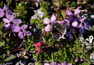 Sympistis zetterstedtii. Bihppas, Sapmi/Lappland, Sverige. d. 3 juli 2008. fotograf: Lars Andersen