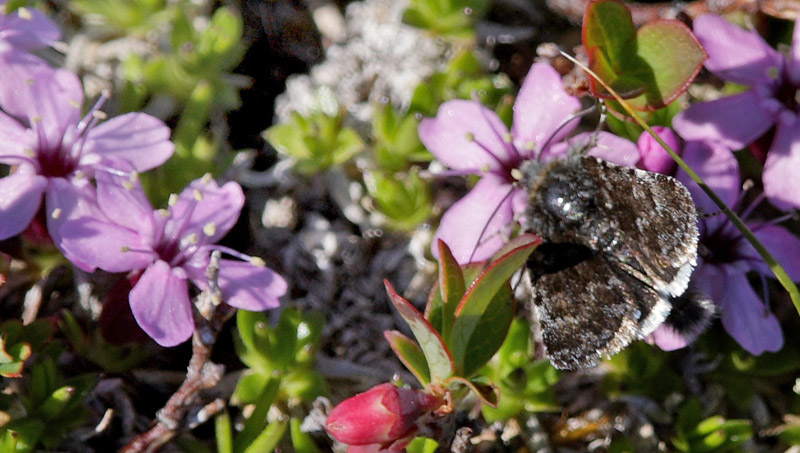 Sympistis zetterstedtii. Bihppas, Sapmi/Lappland, Sverige. d. 3 juli 2008. fotograf: Lars Andersen