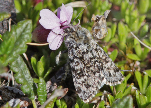 Sympistis lapponica. Bihppas, Sapmi/Lappland, Sverige. d. 4  juli 2008. fotograf: Lars Andersen