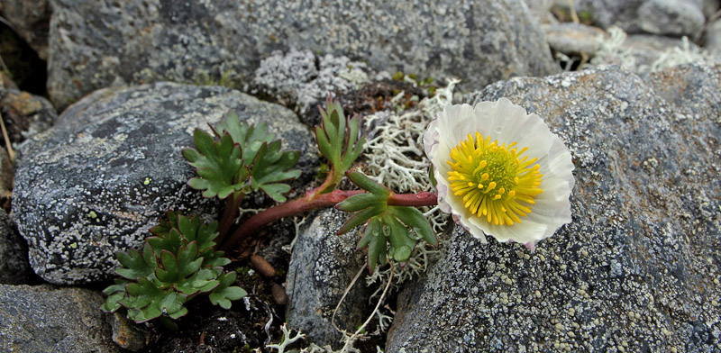 Isranunkel, Ranunculus glacialis (Linnaeus, 1753). Gohpascurro 1300 m.h. Tornetrask, Lapland, Sverige d. 10 juli 2008. Fotograf; Lars Andersen