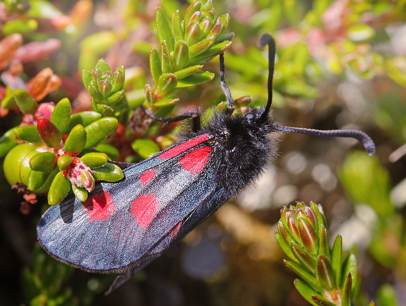 Fjeldkllesvrmer, Zygaena exulans, Nulja, Abisko syd for Tornetrsk, Lapland, Sverige. 660 m. d. 9 juli 2008. Fotograf; Lars Andersen