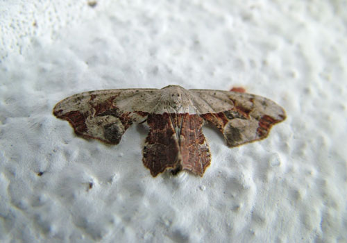 Maybe a Calledapteryx species. Coroico, Yungas, Bolivia d. 3 january 2005. Photographer; Lars Andersen