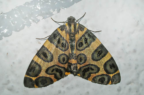 Blotched Leopard. Pantherodes colubraria. Coroico, Yungas, Bolivia. d. 4 january 2005. Photographer: Lars Andersen