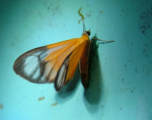 Eudule amica. Coroico, Yungas, Bolivia d. 9 januar 2005. Fotograf: Lars Andersen