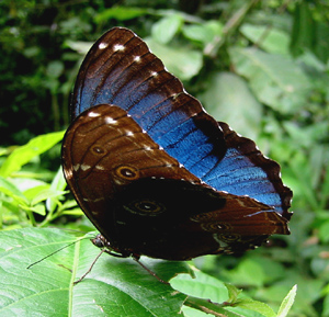 Morpho leontius. Challa, 800 m.h. Bolivia d. 15 januar 2004. Fotograf: Peter Mllmann