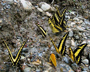 Papilio thoas. Rio Bronzini. 700 m.h.Bolivia d. 15 januar 2004. Fotograf: Peter Mllmann