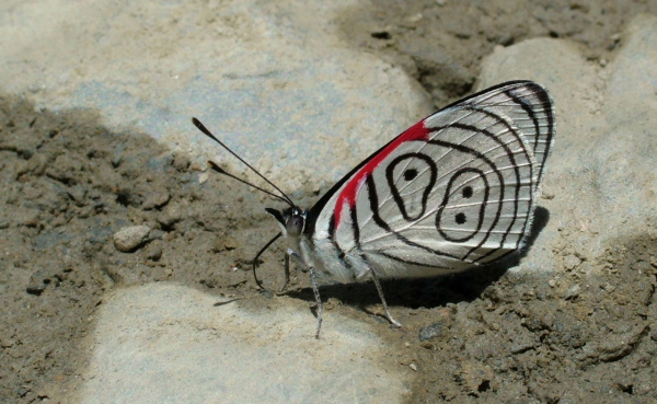 My first butterflies photos from Bolivia! Clymena Eighty-eight. Diaethria clymena. Yolosa, yungas, Bolivia d. 31 December 2004. Photographer; Lars Andersen 