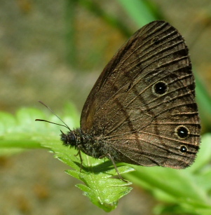 Coroico, Yungas, Bolivia d. 31 december 2004. Fotograf: Lars Andersen