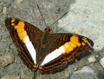 Yolosa, Yungas, Bolivia d. 2 Januar 2005. Fotograf: Lars Andersen