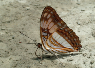 Yolosa, Yungas, Bolivia d. 2 Januar 2005. Fotograf: Lars Andersen