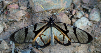 Yolosa, Yungas, Bolivia d. 4 januar 2005. Fotograf: Lars Andersen