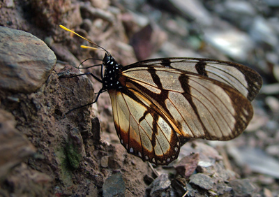 Yolosa, Yungas, Bolivia d. 4 januar 2005. Fotograf: Lars Andersen