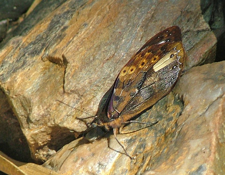 Venerata Satyr, Druphila venerata (Butler, 1873). Sacramento Alto between Yolosa and Unduarvi. 2700 m.a. date 6 January 2005. Photographer; Lars Andersen